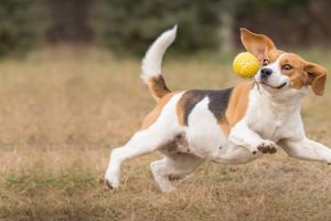 beagle dog playing fetch